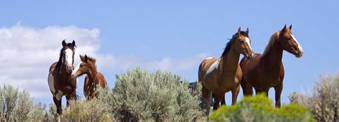 photo of horses on the range