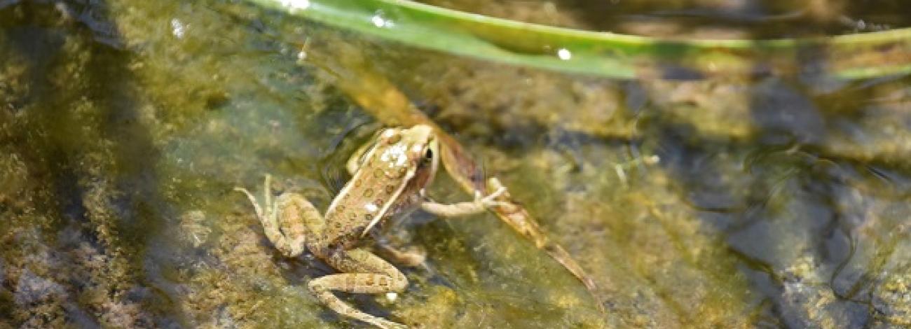 A juvenile relict leopard frog in the water at Pakoon Springs