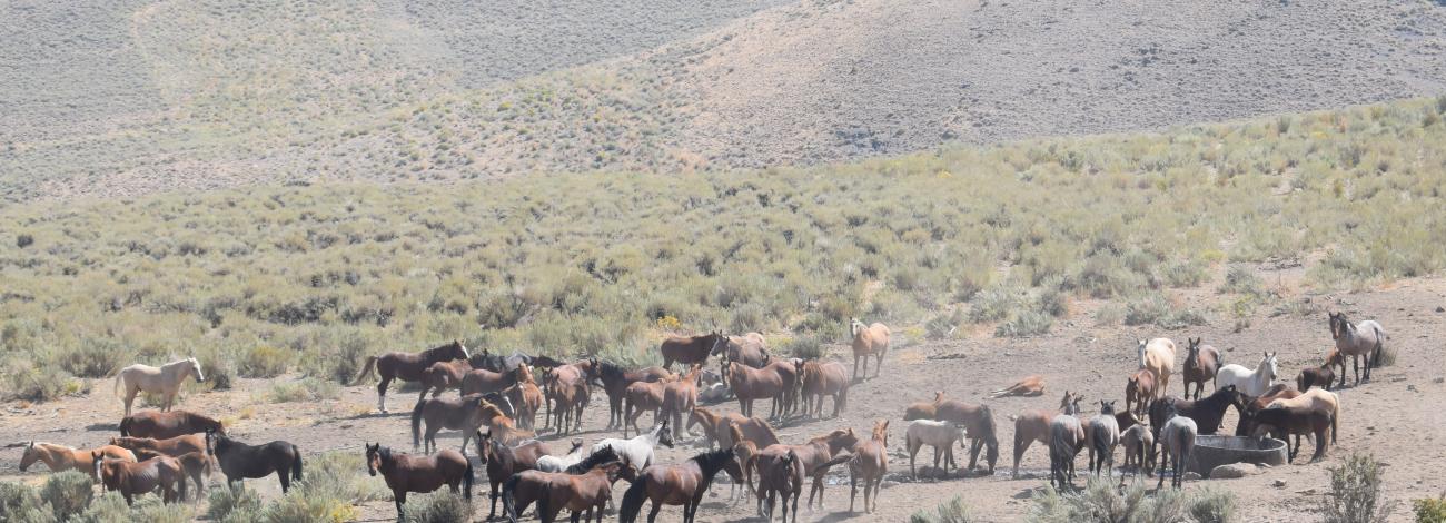 Wild horses on public lands in the Calico Complex