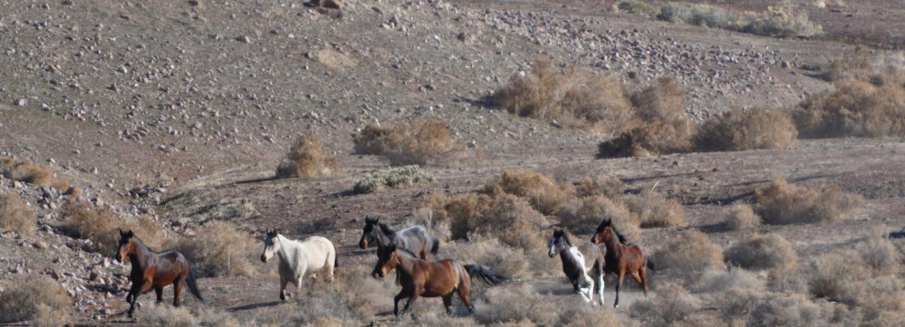 Wild horses on the Frisco Herd Management area located near Milford, Utah.