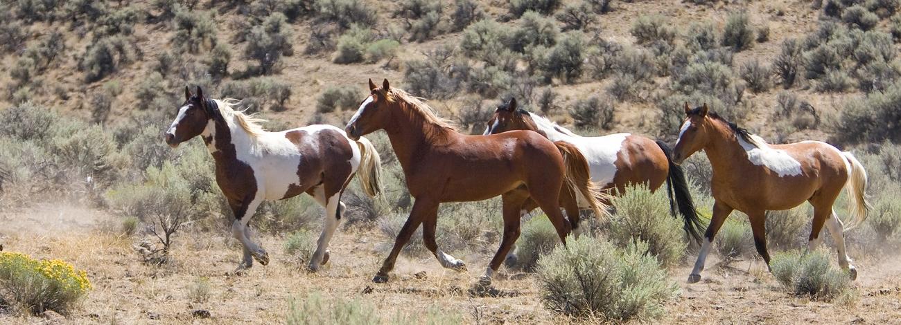 group of several wild horses running on the range