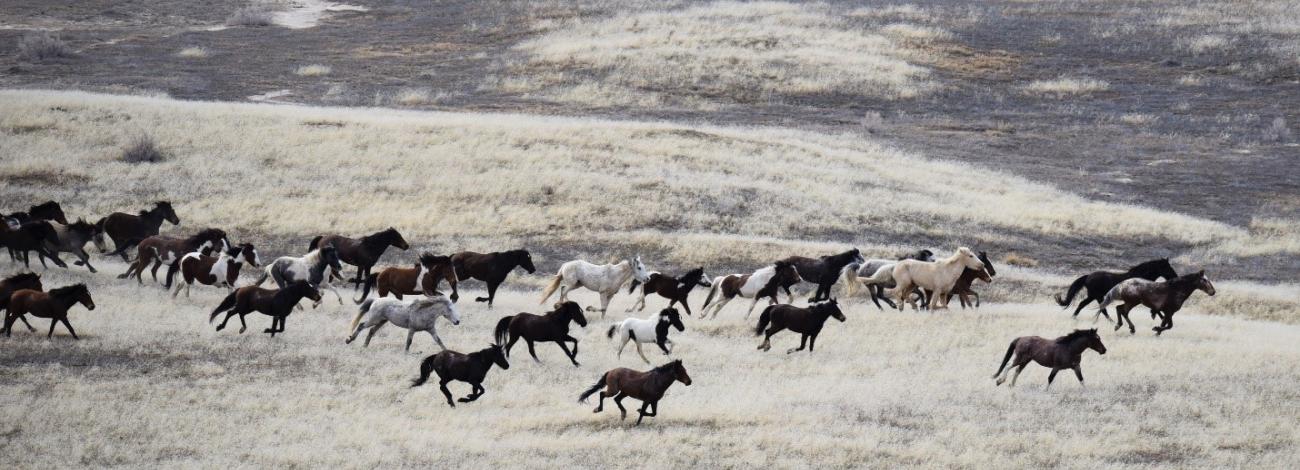 Wild horses running across a desert landscape.