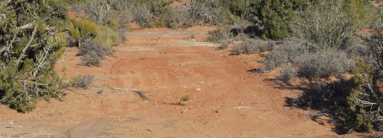 Photo of the Labyrinth Rims/Gemini Bridges travel management area showing routes going through public lands.  