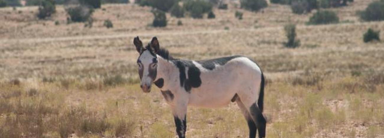 A wild burro on the Canyonlands Herd Management Area. 