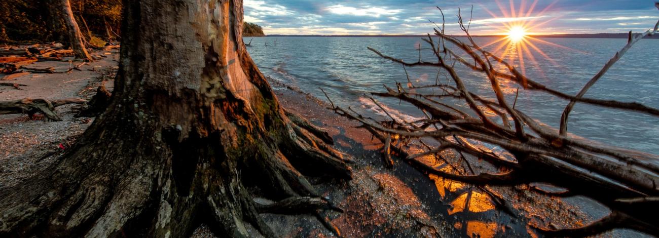 Sunset behind a tree with exposed roots on a beach