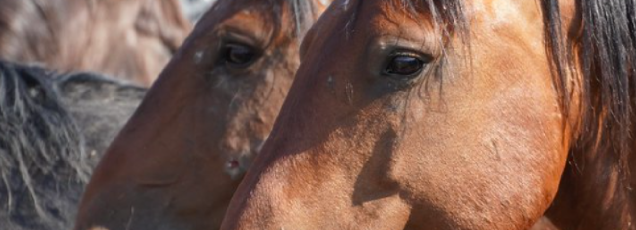 Side view of two horses heads at a BLM Wild Horse and Burro adoption event. 