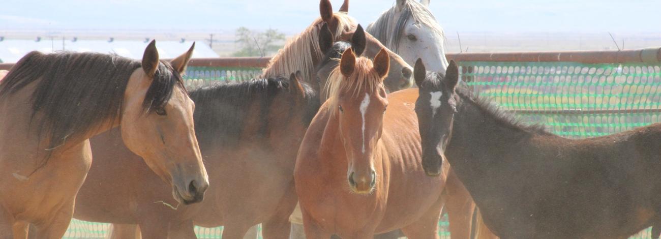 group of wild horses standing in a corral