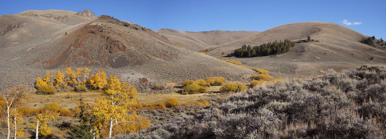 Tan rolling hills with bluebird skies. yellow foliage and sagebrush in the foreground.