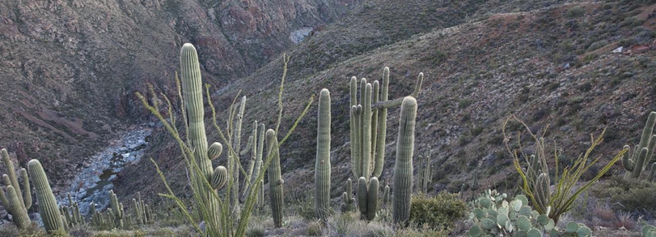 Looking down on a river flowing through a canyon. Many types of plants are in the foreground including large saguaro and spiky ocotillo. 