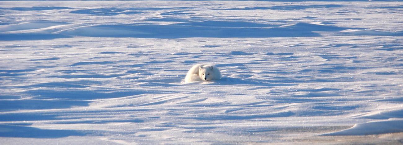 A small white fox blends in with the windswept white snow of the tundra in winter