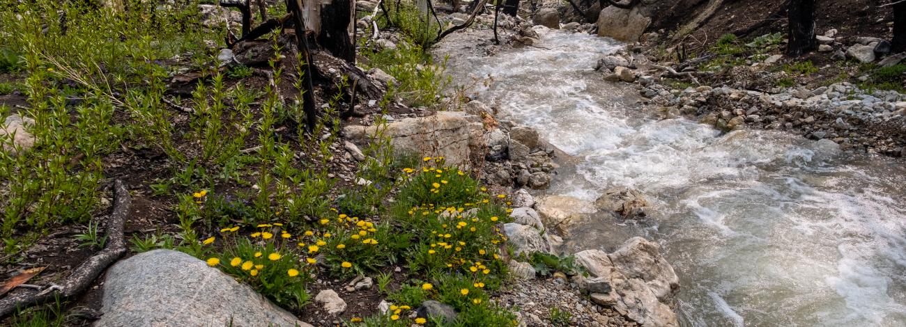 A stream makes it's way down a hill between rocks and trees.