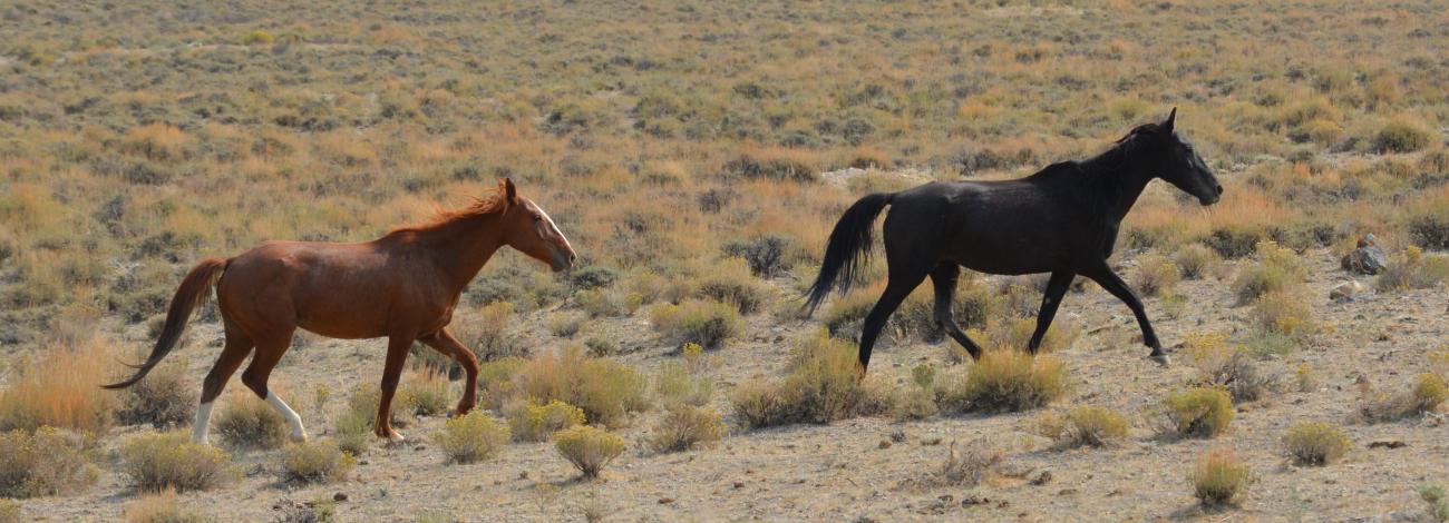 Wild horses in the Antelope Herd Management Area (2021)