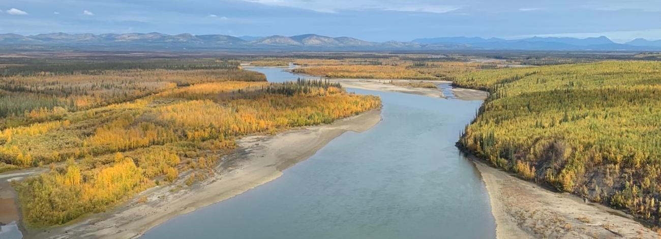 A river meanders through the golden-colored boreal forest on a clear autumn day. The mountains are visible in the distance.