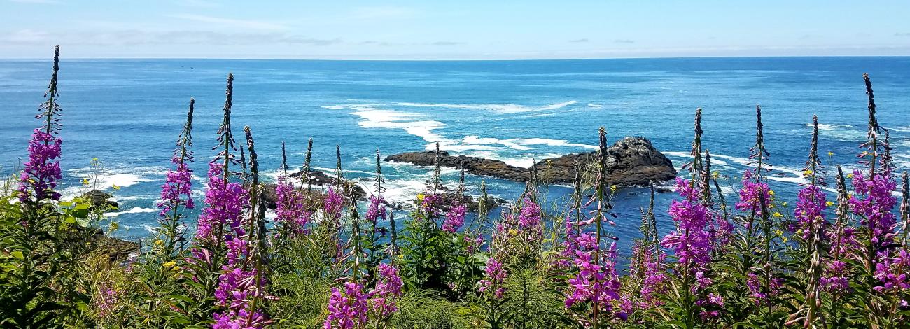 Photo of summer wildflowers blooming at Yaquina Head Outstanding Natural Area on the Oregon coast.