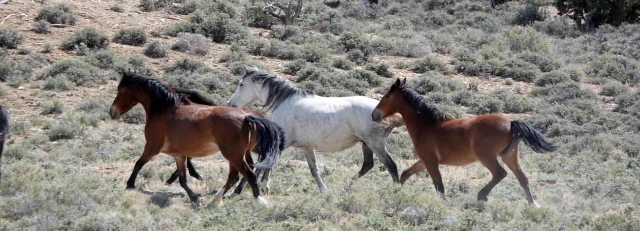 wild horses on the range