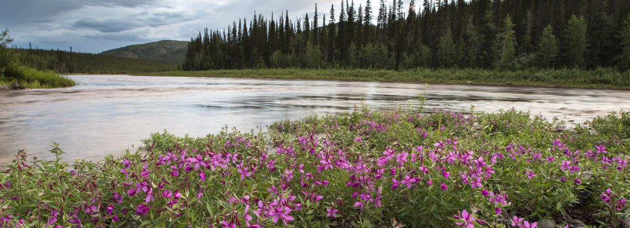 Short, brilliant pink flowers with vibrant green vegetation lines a river bank with green spruce trees and foothills in the distance.