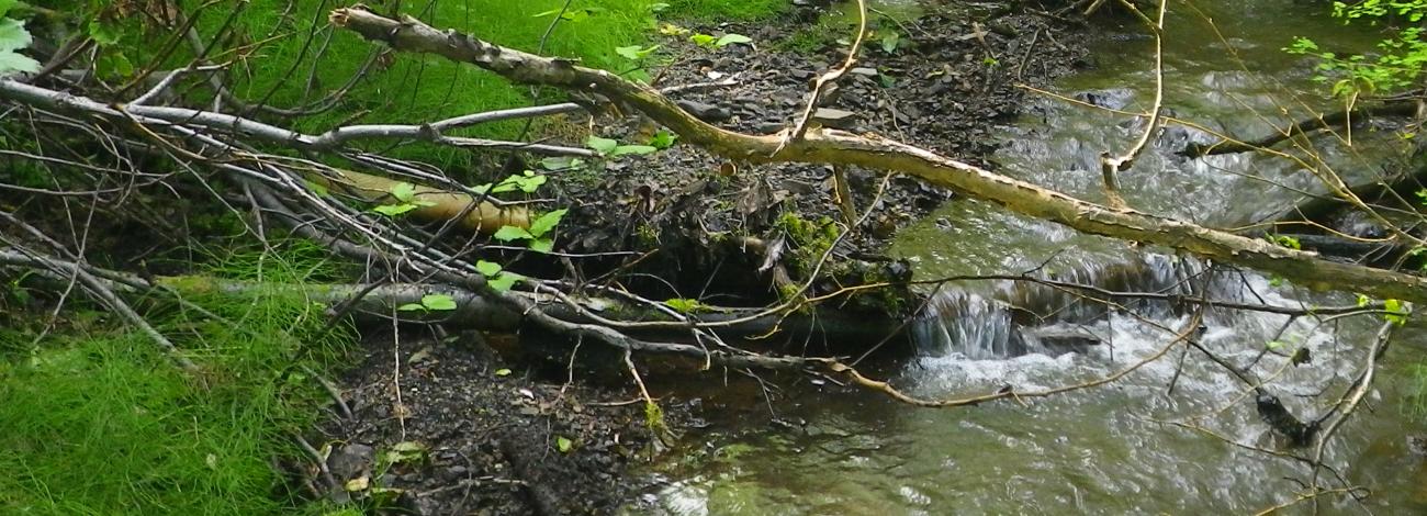 Brilliant green vegetation hugs a small creek bed. Rays of sunlight filter through the leaves and strike the water.