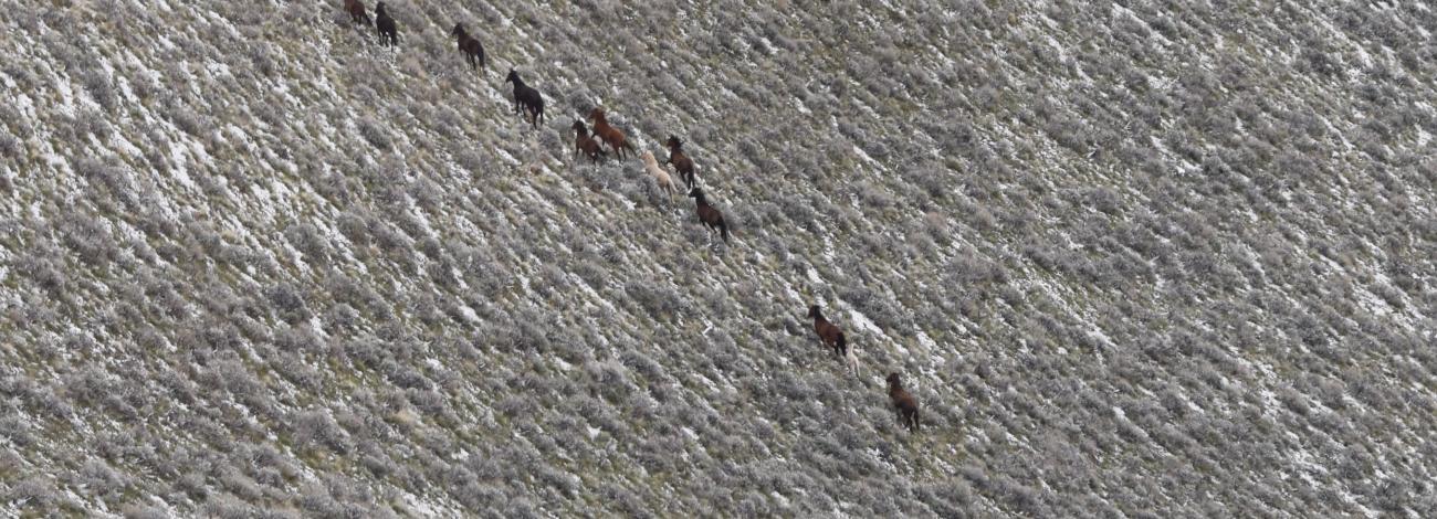 Calico Complex Horses running the hillside