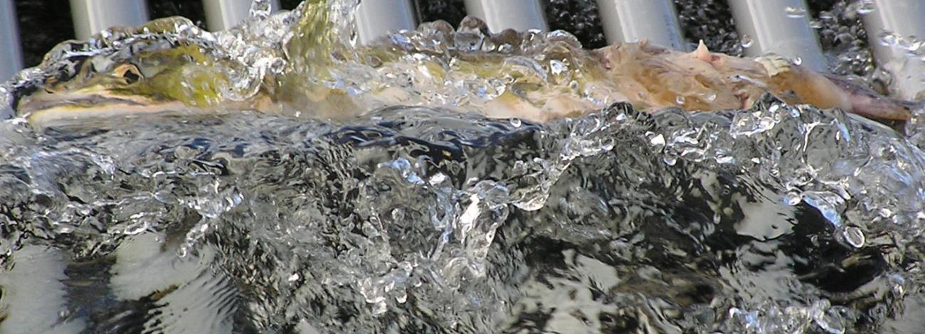 A chinook salmon swims its way up into a fish weir.