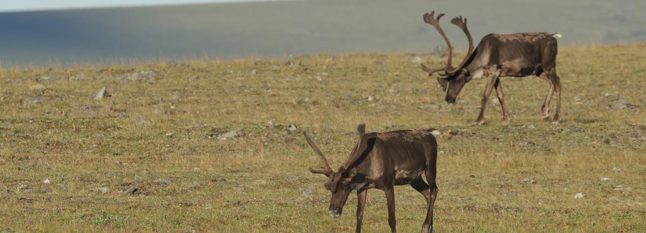 Two caribou graze on the tundra slopes in the Steese National Conservation Area.