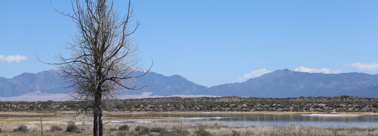 Wetlands with mountains in back.