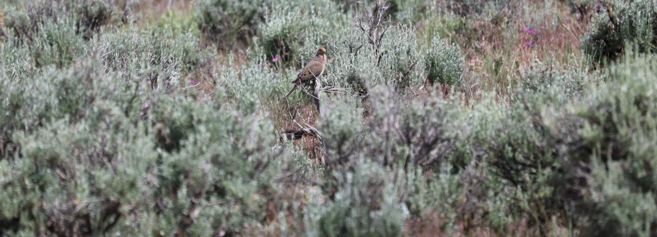 Mourning Dove in Sagebrush steppe habitat