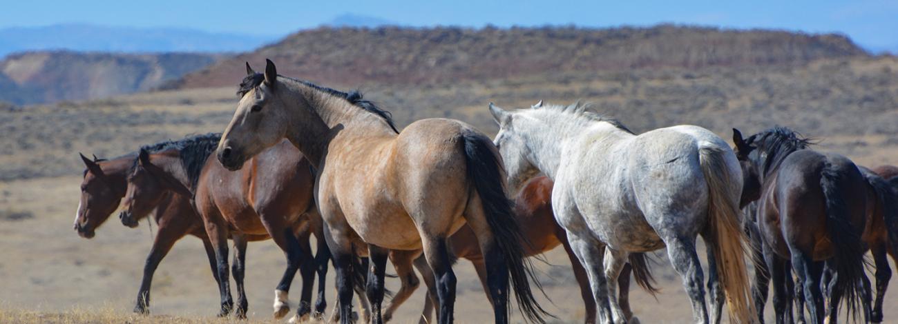 A group of multi-colored horses.