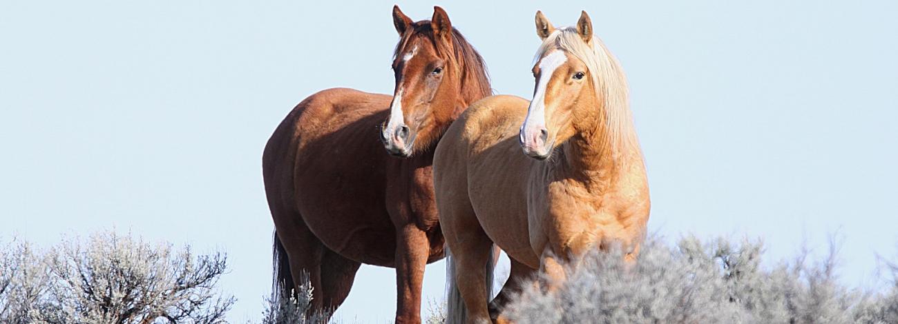 Two wild horses stand in open range
