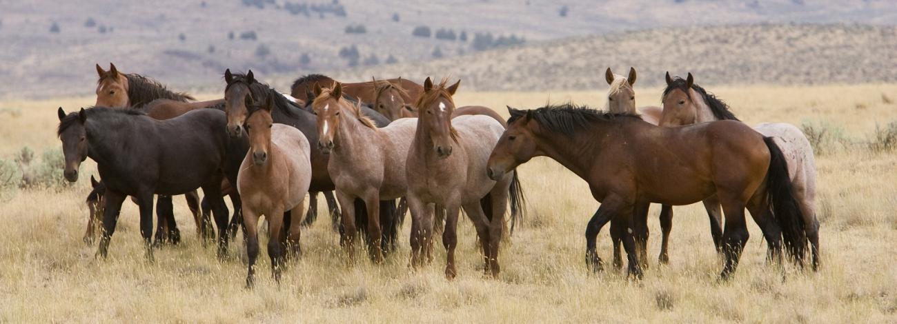 a group of wild horses standing on the range