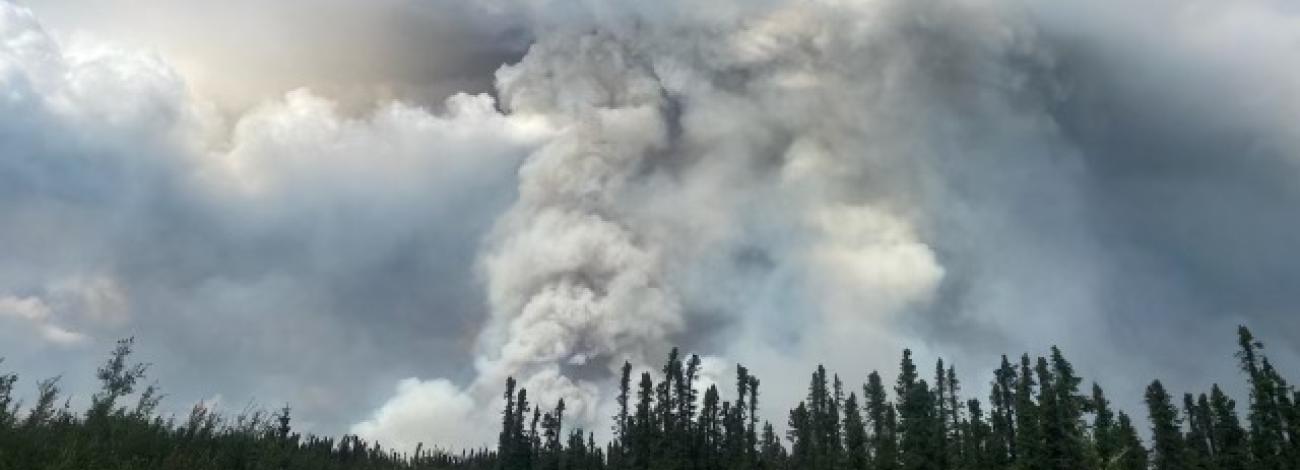 A picture  of the large smoke column from the Lost Horse Creek Fire #296 behind a silhouetted forest.