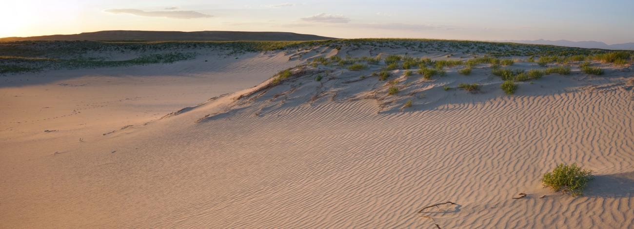 Sand dunes with green brush on a setting sunset