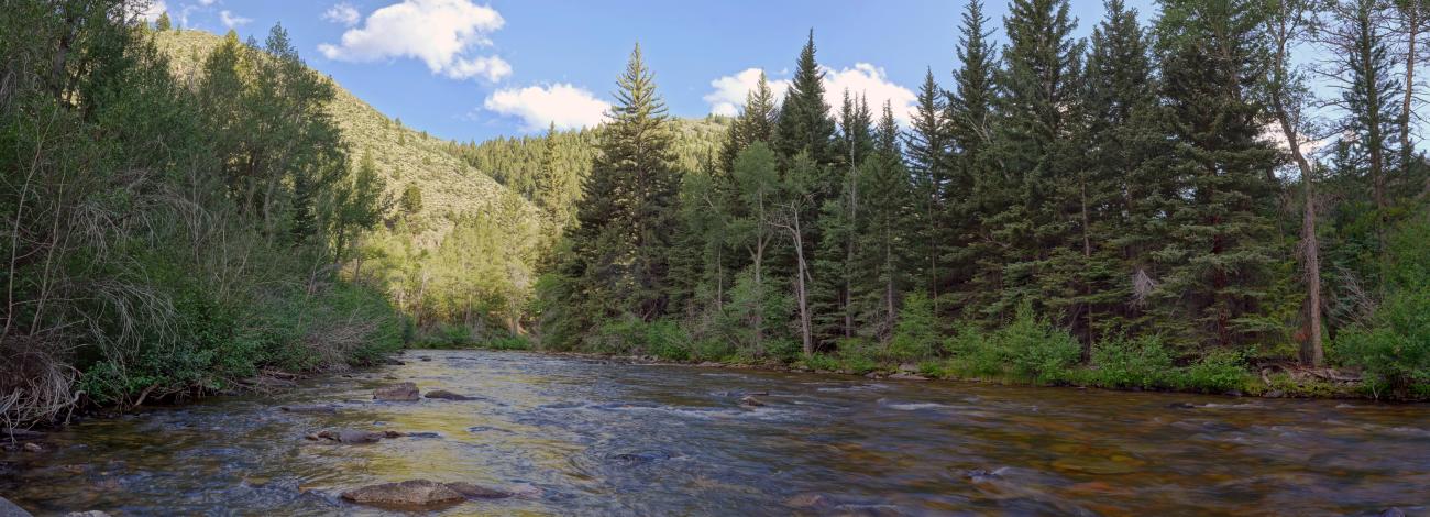 Looking out from the middle of a smooth flowing river in the pines on a sunny day 