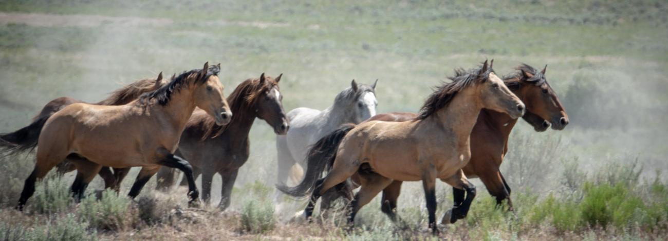 BLM-managed Wild Horses running