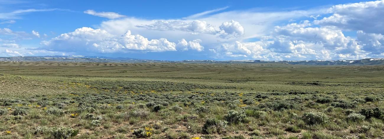 Sagebrush in Carbon County