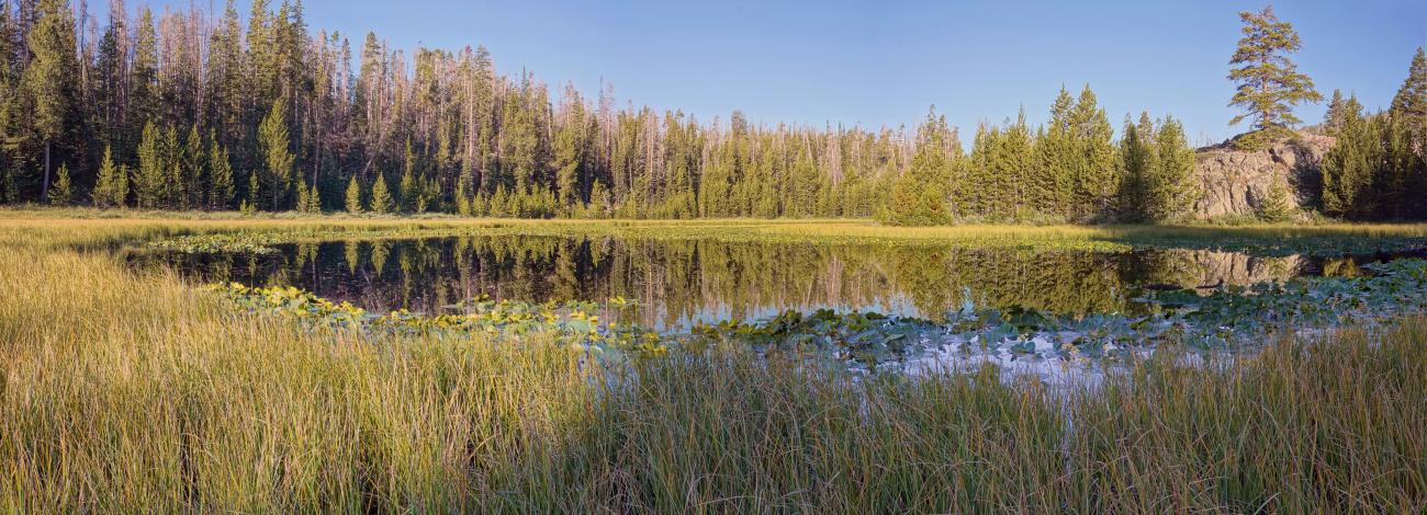 Pond with tall grass surrounding perimeter and a few lily pads floating on the surface