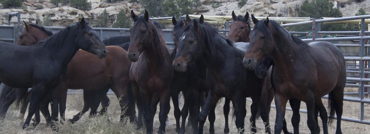 Several horses in a herd standing in a corral. 