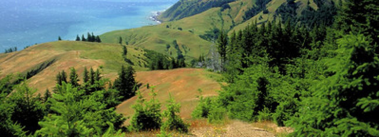 A forest and meadow amidst rolling hills leading down to the Pacific ocean.