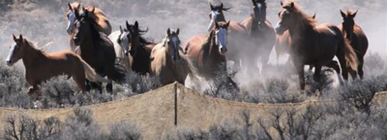 a group of wild horses run along a temporary fence in the high desert.