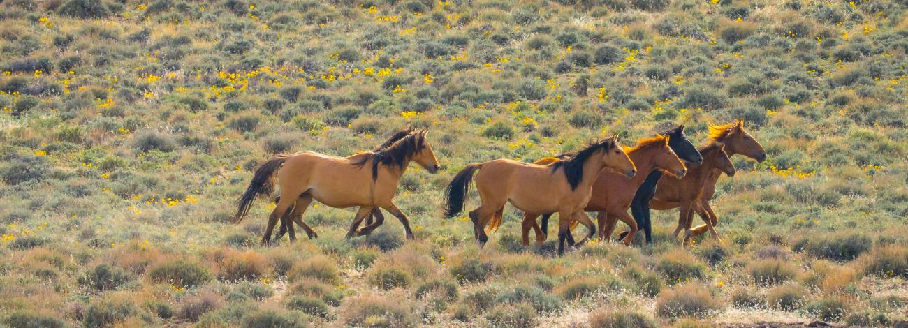 Four tan colored horses running over sagebrush.