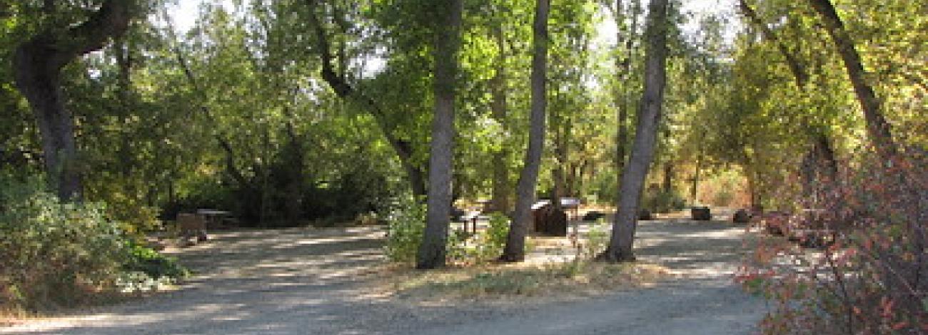 A campground with tall trees and a table.