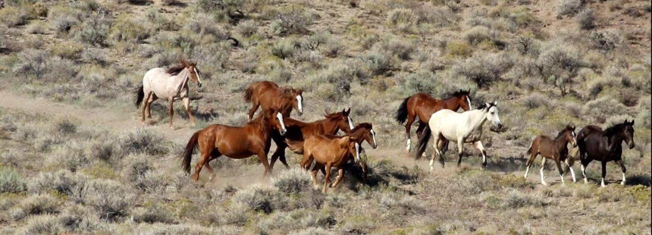 A photo of wild horses being gathered from the Black Mountain Herd Management Area in Idaho