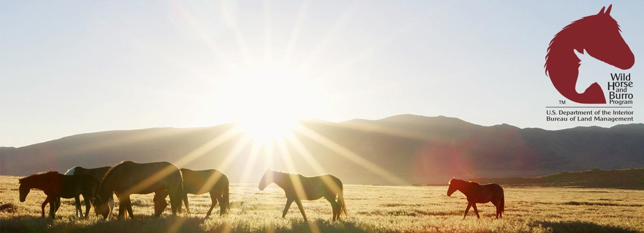 Wild Horse and Burro  Bureau of Land Management