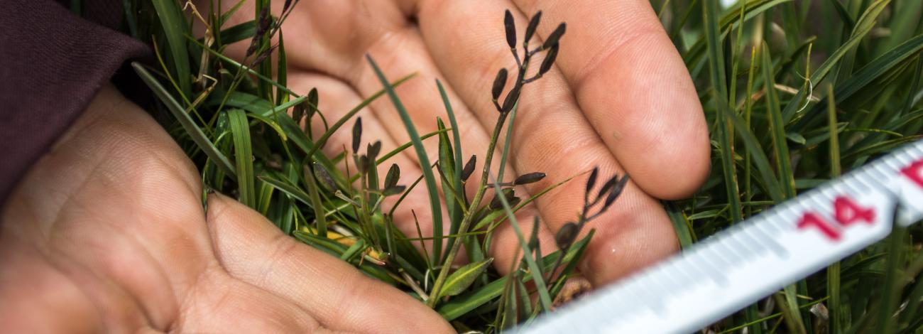 Person examining a plant