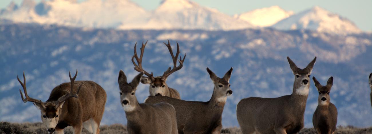A mule deer herd on a mesa.