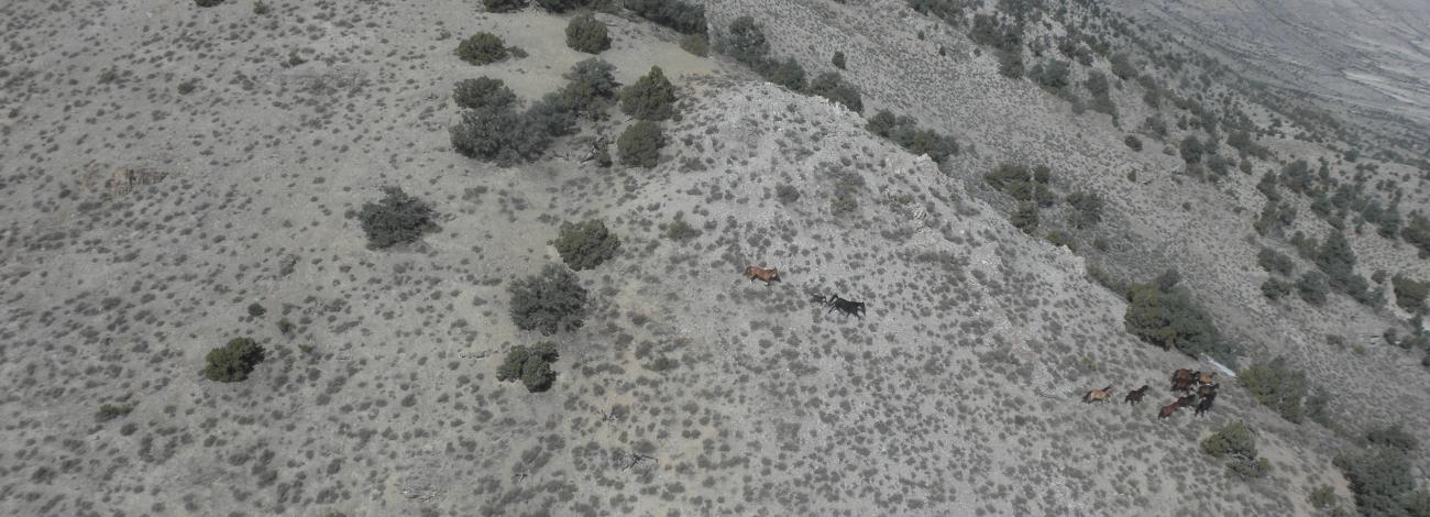 Wild horses are pictured in the Moriah Herd Area.