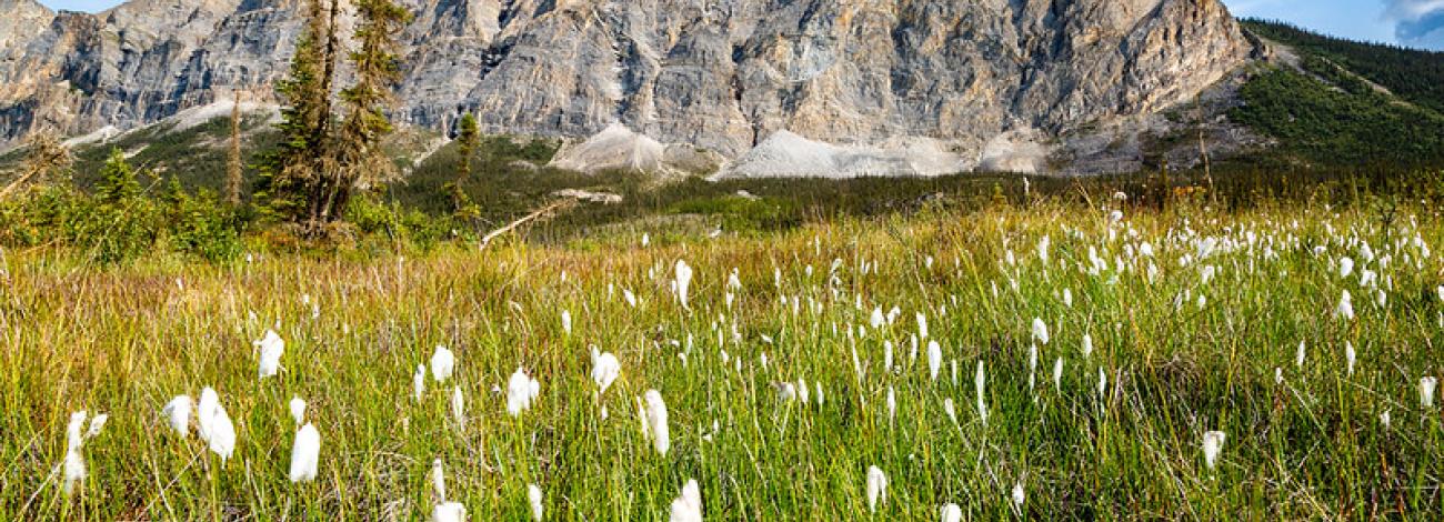 A mountain rises behind a field of green cotton grass beneath a blue sky.