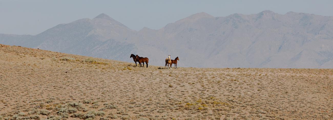 Clan Alpine Wild Horses