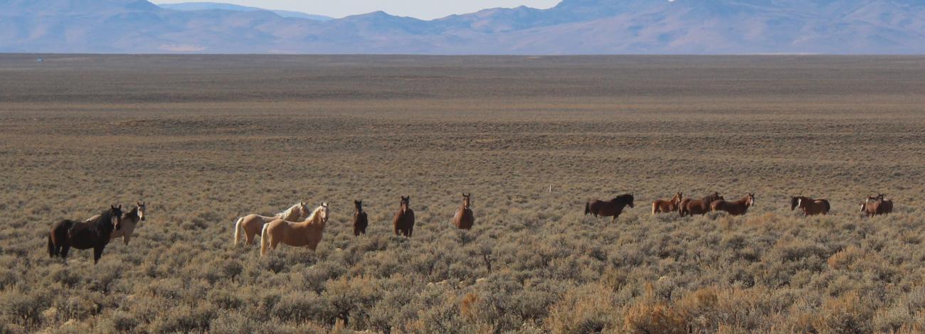 Wild horses roaming within the Roberts Mountain Complex