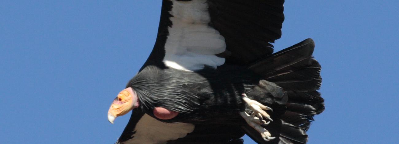 California Condor