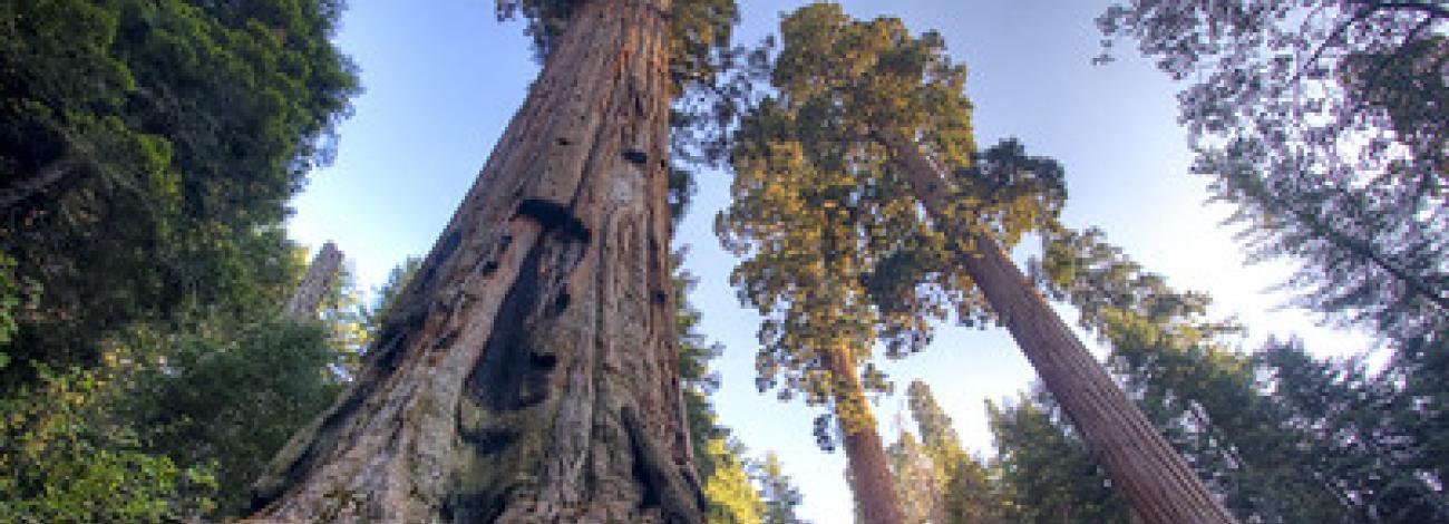 Towering sequoias stretch far into the sky